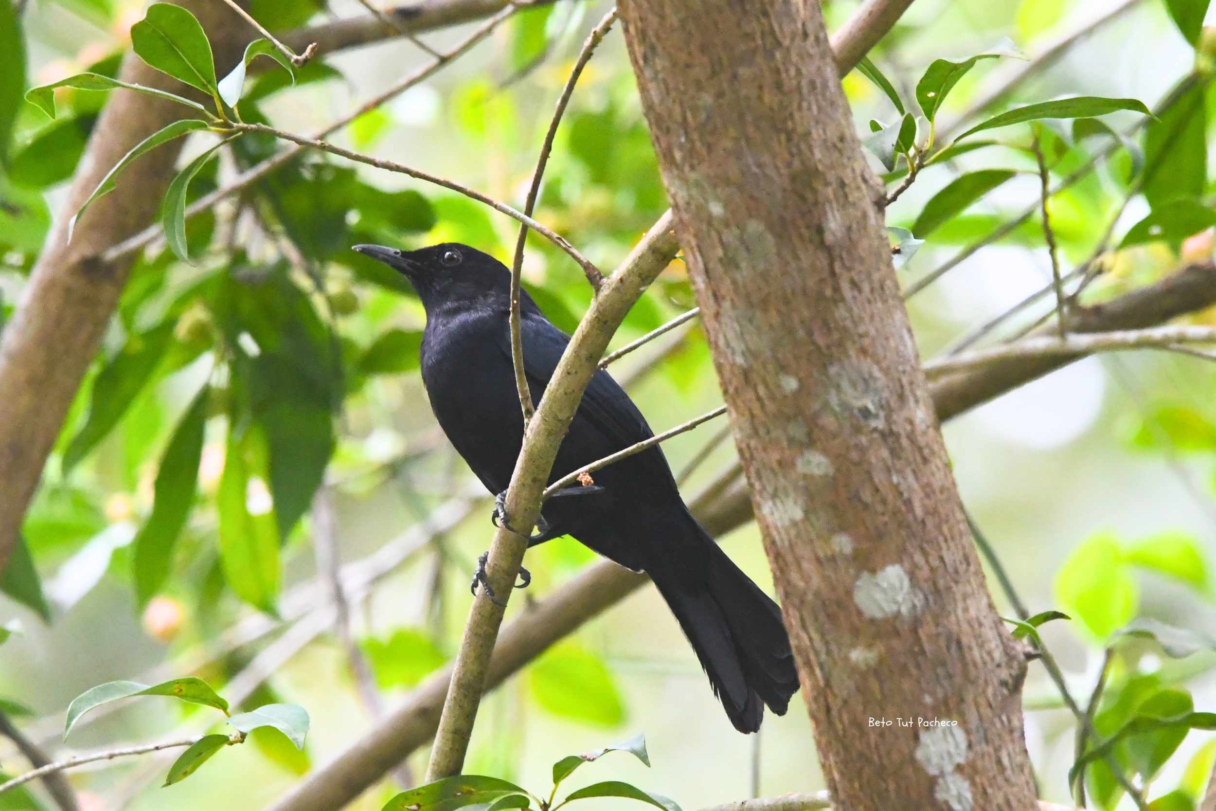 Black Catbird: Biología y conservación de una joya endémica de la región Maya
